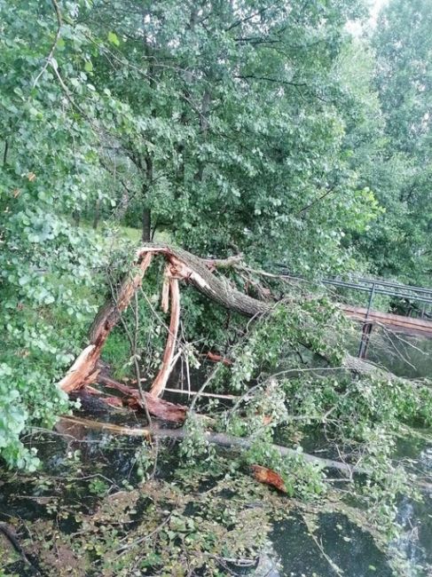 Арзамас пострадал от ночной непогоды  Из-за сильного ветра и дождя в городе упало примерно 30 деревьев. Помимо..