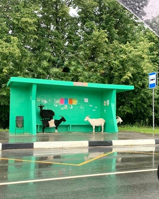 Дзержинские козы в ожидании маршрутки 🐐  ..