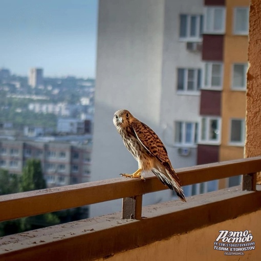 🦅 На крыше одного из ростовских ЖК поселилась соколиная семья и вывела птенца. На фото их первый..