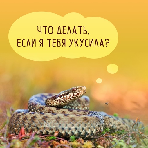 🐍Что делать, если укусила змея?
 
Нижегородцы начали чаще встречаться со змеями. Однако это связано не с..