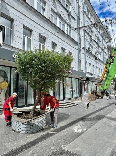 🌳 На Покровке меняют деревья.  Там появятся яблони, а ивы перенесут в сквер на Провиантской и сквер им...