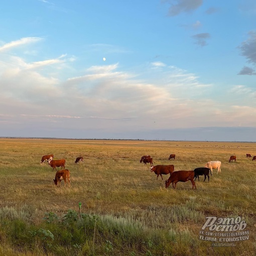 🐄 Коровы пасутся на Донских..