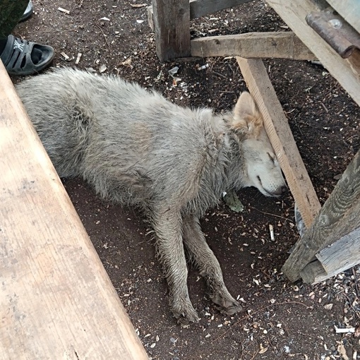 Нижегородский боец спас трех котят и собаку в зоне СВО  Кирилл из Нижнего Новгорода вместе с другими бойцами..