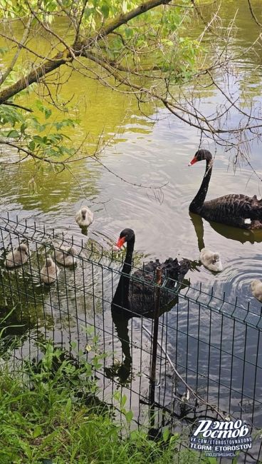 🦢 Семья лебедей в зоопарке учит своих птенцов клянчить хлеб..