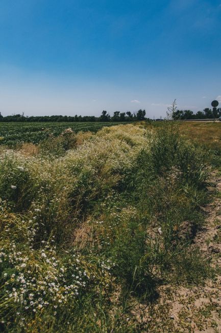 Островок диких ромашек в луговой степи 🌼  Фото: Артём..