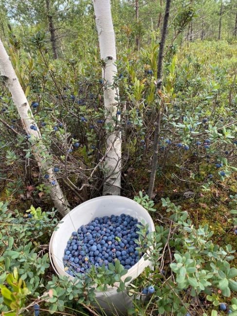 Нижегородцы делятся своим уловом этим летом ..