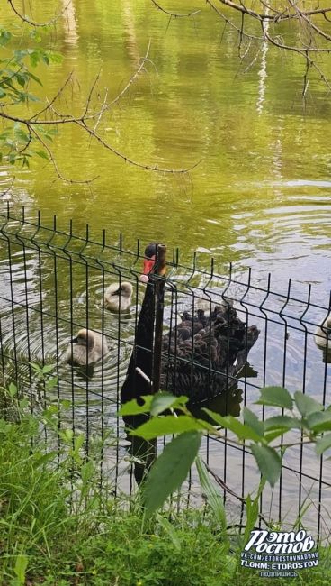 🦢 Семья лебедей в зоопарке учит своих птенцов клянчить хлеб..