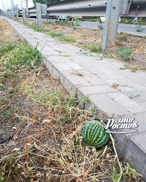 Необычная находка🍉
Жизнелюбивый арбуз вырос возле..