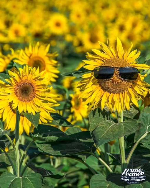 Время фотогеничных подсолнуховых полей..