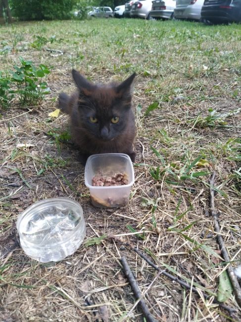 Пост шанс!Котенок живёт на улице,нуждается в доме, очень красивый,не дикий, предположительно мальчик.
По..