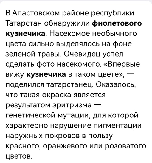 В детском саду Ревды нашли редкого фиолетового кузнечика..