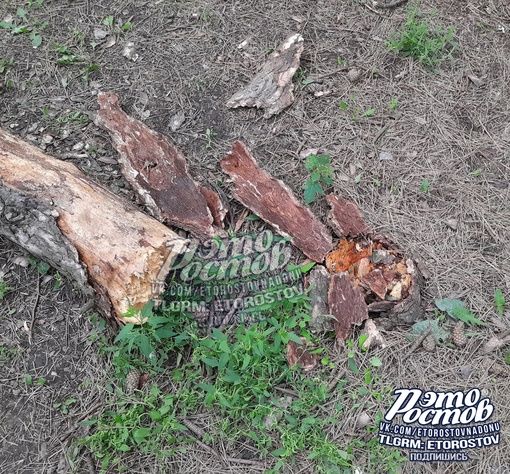 ⚠🌳 Сухое дерево упало в парке Плевен. Хорошо, что никто не..