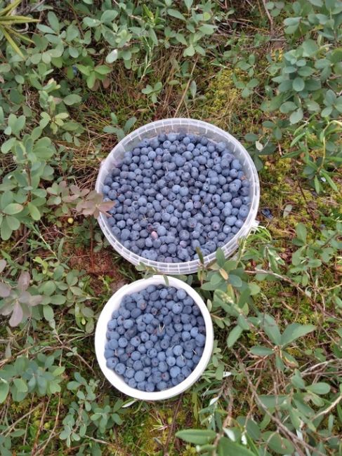 Нижегородцы делятся своим уловом этим летом ..