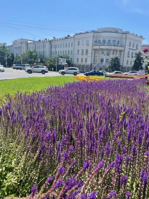 В Ростове коммунальщики украсили город более 900 тысячами цветов.  Ассортимент растений обширный: тагетисы..