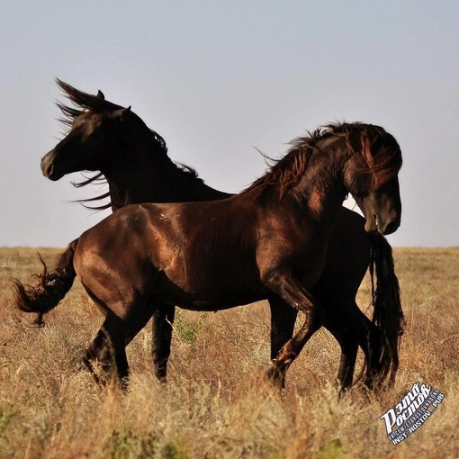 🐎 Донские мустанги в Ростовском..