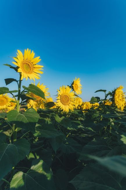 🌻 Цветение подсолнухов в самом разгаре 🌼  Фото: Артём..