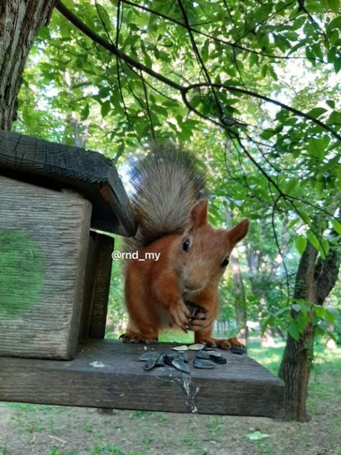 Милая фотосессия от нашего читателя ростовских белочек..