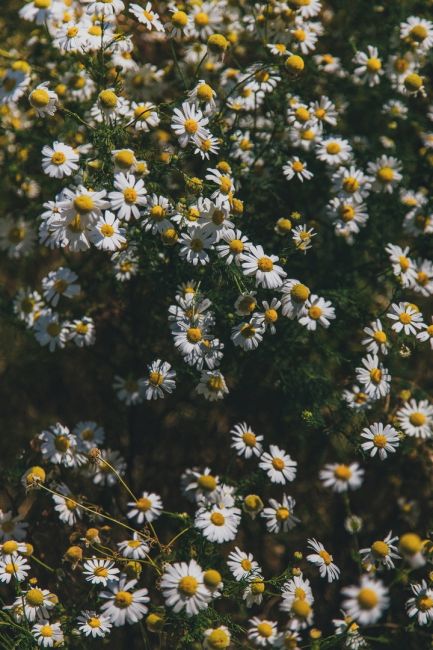 Островок диких ромашек в луговой степи 🌼  Фото: Артём..