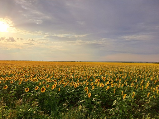 🌻 Вечер в подсолнуховом поле под..