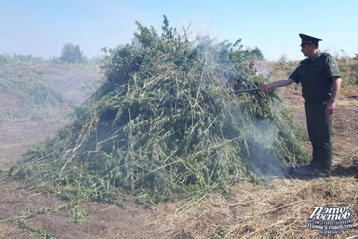 😁🌿 Донские казаки начали второй этап "спецоперации" по уничтожению дикорастущей конопли в Ростовской..