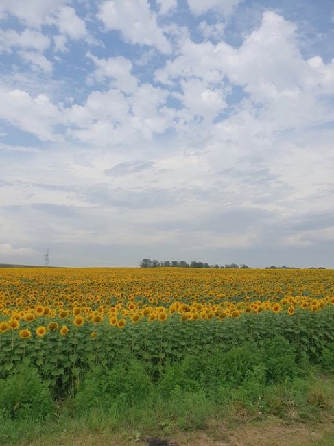 ☀️ Тысячи маленьких солнышек в..