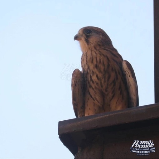 🦅 На крыше одного из ростовских ЖК поселилась соколиная семья и вывела птенца. На фото их первый..