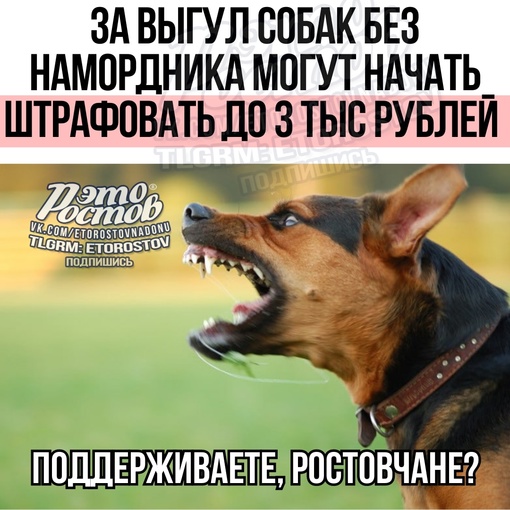 ⚡🐕 ️За выгул собак без намордника могут начать штрафовать до 3 тыс. рублей.  Законопроект уже внесли в..