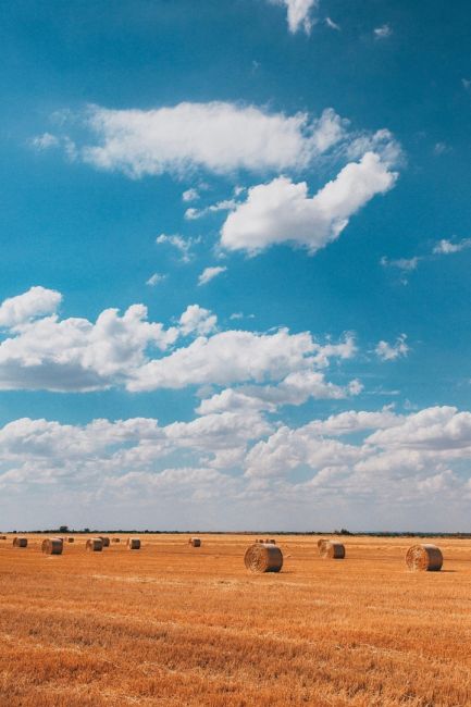 На сеновале в окрестностях Волгодонска  📸 Фото: Артём..