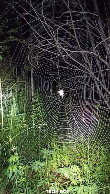 Только взгляните какого паука заметили ребята из поискового отряда в Борском..