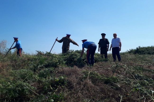 Донские казаки начали второй этап спецоперации по уничтожению дикорастущей конопли в Ростовской области. 
..