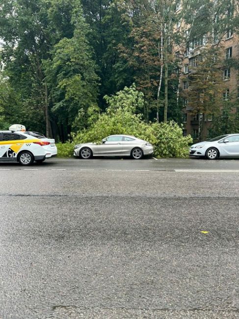 Неутешительный итог непогоды в Москве: упавшими деревьями повреждено 55 машин  И деревья продолжают падать...