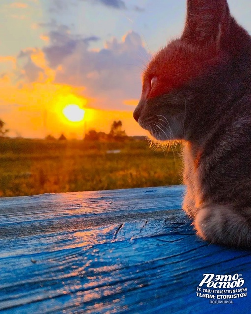 На закате с любимым котейкой..