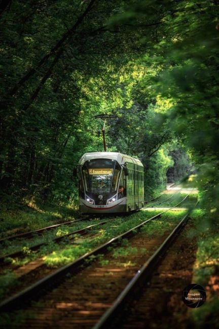 🌳 Сказочный трамвайный тоннель у парка Сокольники  Фото: Андрей..