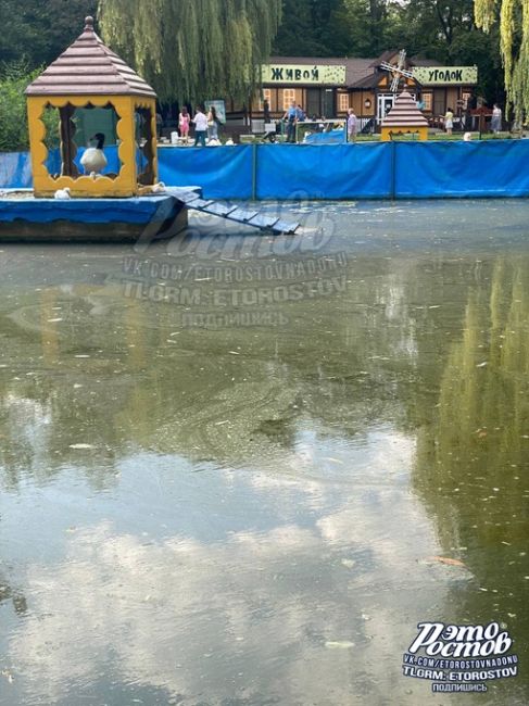 «В такой воде купаются лебеди в парке Революции. Жалко животных 🥺», - поделилась подписчица паблика "Это..