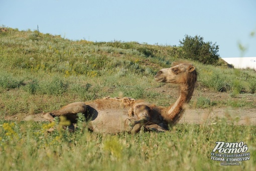 🐫 Единственные, кому сейчас не жарко. Верблюды в окрестностях Белой..