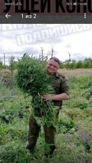 🌿 Донские казаки уничтожили 200 тысяч кустов дикорастущей конопли в Ростовской области. Общая масса..