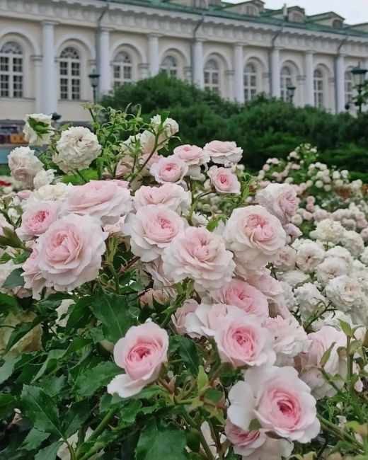 🌸 В Александровском саду цветут прекрасные..