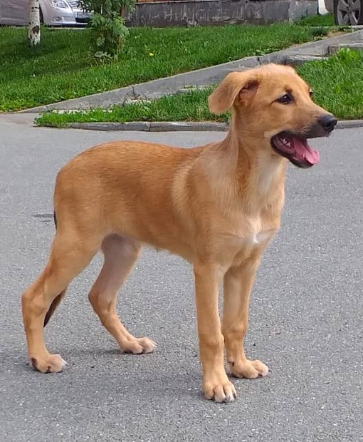 Золотая девочка в добрые руки 🐕 
Смелая, любопытная , ласковая , возраст около 4 месяцев,. 
Обработана и..