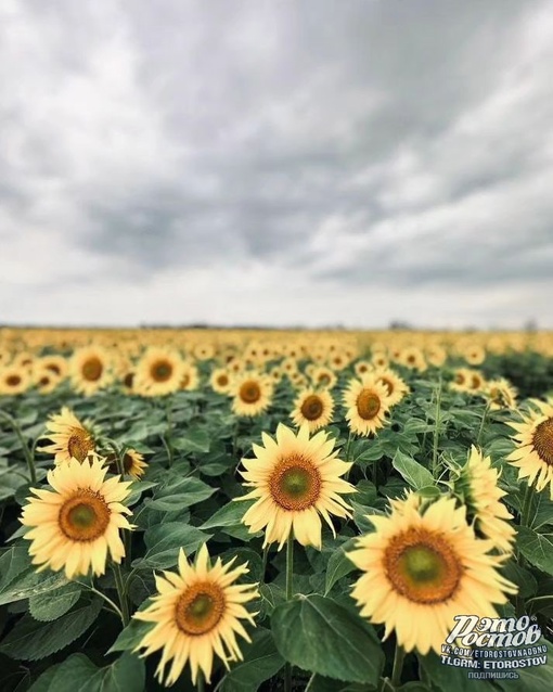 🌻 Тысячи Донских солнц и их внутренний..