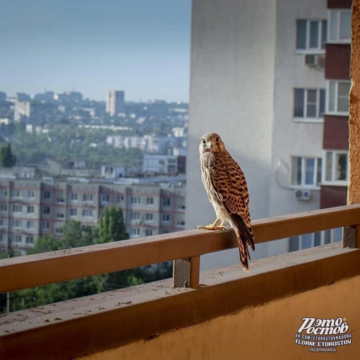 🦅 На крыше одного из ростовских ЖК поселилась соколиная семья и вывела птенца. На фото их первый..