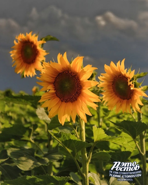 🌻 Вечер в подсолнуховом поле под..