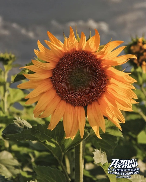 🌻 Вечер в подсолнуховом поле под..