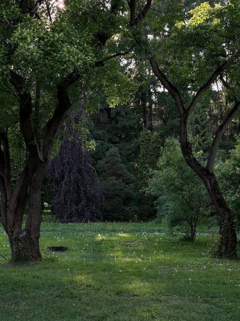 🌳 Москва. Ботанический сад...