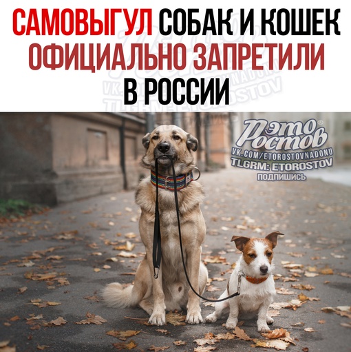 🚫🐕 Самовыгул собак и кошек официально запретили в России. Поправку внесли в закон «Об ответственном..