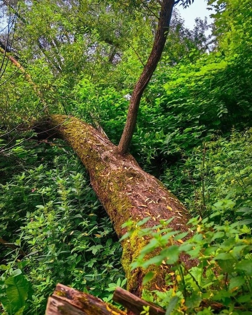 🌿Зелёные джунгли в..