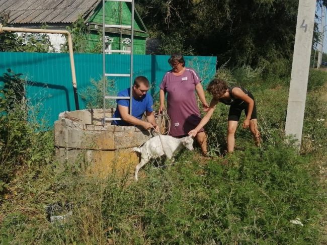 В Ростовской области спасли козленка, упавшего в глубокий колодец. 
В поселке Веселом женщина выпустила..