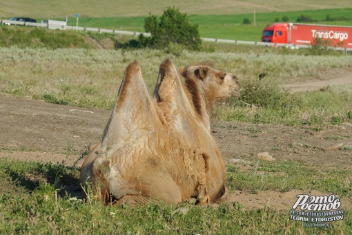 🐫 Единственные, кому сейчас не жарко. Верблюды в окрестностях Белой..