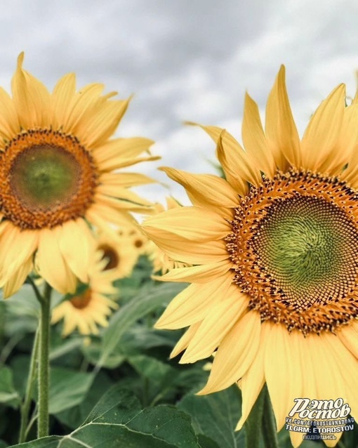 🌻 Тысячи Донских солнц и их внутренний..