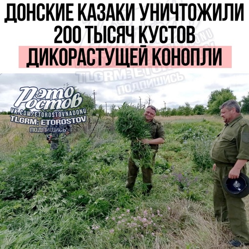 🌿 Донские казаки уничтожили 200 тысяч кустов дикорастущей конопли в Ростовской области. Общая масса..