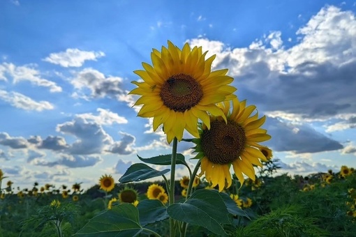 🌻Сезон цветения подсолнухов в самом разгаре 🌼  Фото: Елена..